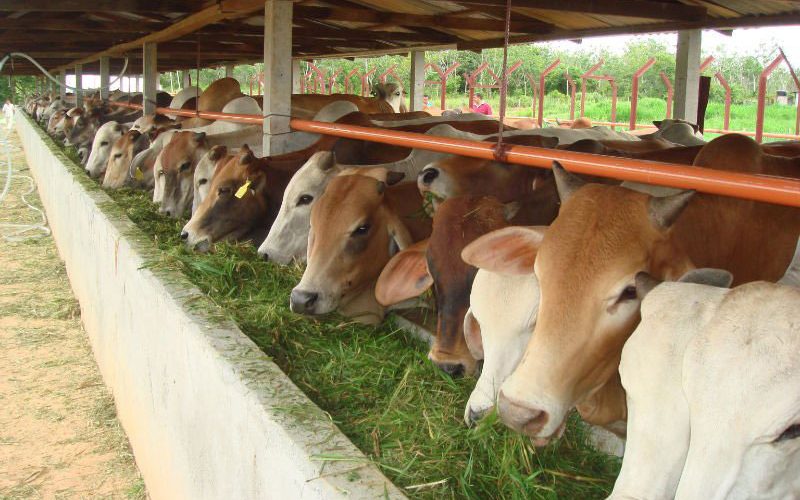 Pessel Perkuat Pengendalian PMK dan Rabies, Dinas Pertanian Lakukan Koordinasi ke ProvinsiPessel Perkuat Pengendalian PMK dan Rabies, Dinas Pertanian Lakukan Koordinasi ke Provinsi
